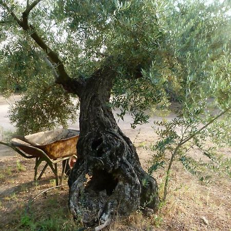 Гостевой дом La Aragonesa Мармолехо Экстерьер фото